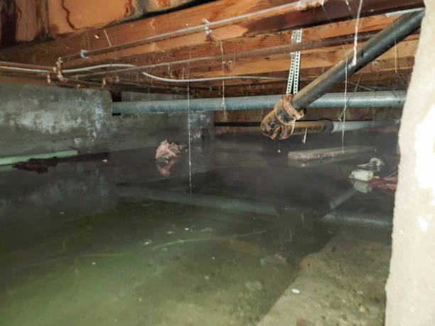 Best Professional water damage repair  in Eagle Lake, MN