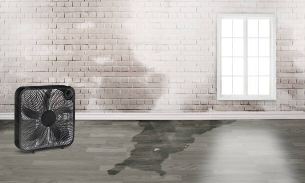 Best Sewage cleanup and water damage restoration  in Eagle Lake, MN